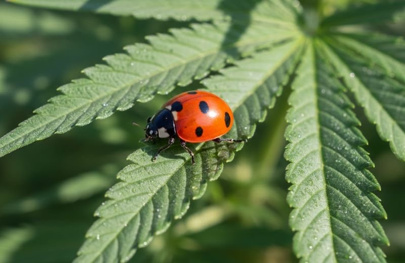 Are Ladybugs Good to Have on My Cannabis Plant?