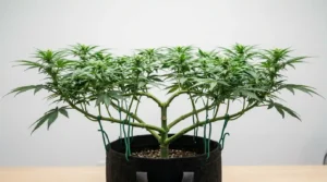Cannabis plant with