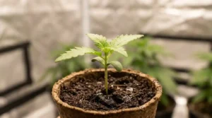 Cannabis seedling growing