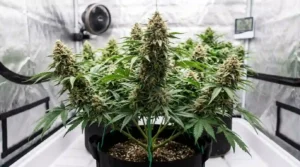 Cannabis_plant_ready