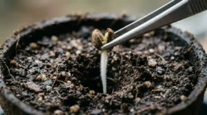 Germinated cannabis seed