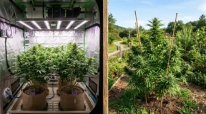 Indoor vs outdoor cannabis