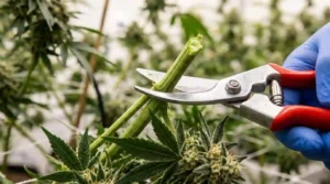 Pruning shears cutting