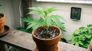 Young cannabis clone