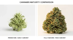 Cannabis bud comparison underdeveloped