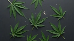 Cannabis leaves on charcoal back
