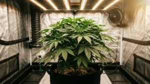 Cannabis plant in grow space