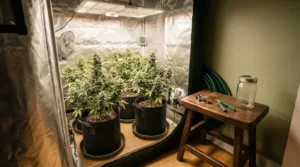 Cannabis plants under grow lights