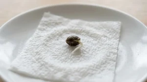 Cannabis seed with root