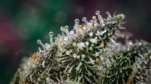 Cannabis_trichomes on bud