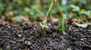 Plant stem with bite marks