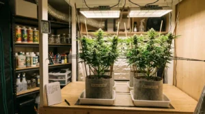 Cannabis_plants_under_grow_lights