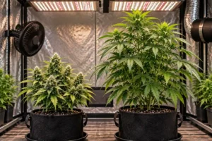 Autoflower vs. Photoperiod at a Glance