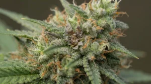 Early Signs What Bud Rot Looks Like