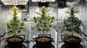 Light Burn vs. Heat Stress Side-by-Side Comparison